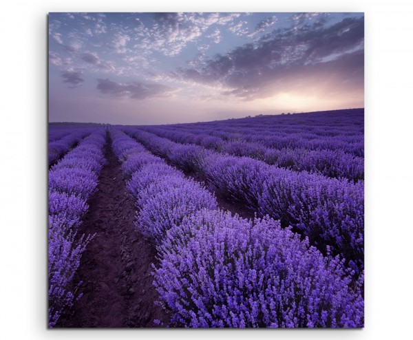 Landschaftsfotografie Lavendelfelder bei Sonnenaufgang auf Leinwand exklusives Wandbild moderne Fo