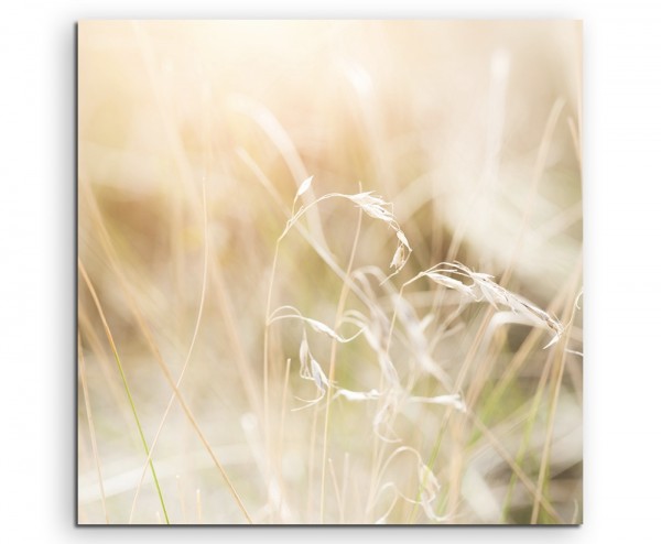 Naturfotografie  Grashalme in der Sonne auf Leinwand exklusives Wandbild moderne Fotografie für ihr