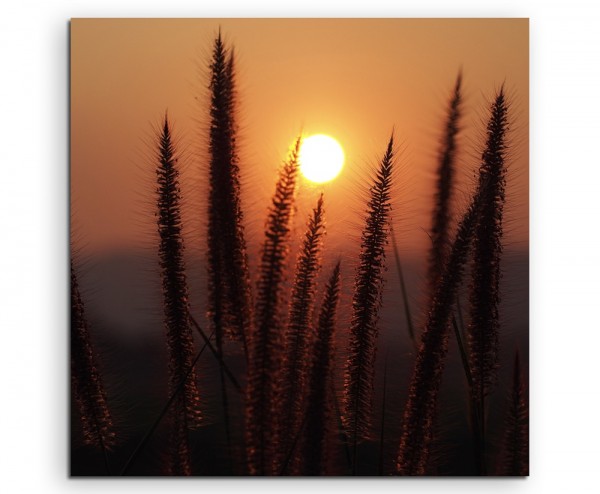 Naturfotografie – Grashalme bei Sonnenaufgang auf Leinwand