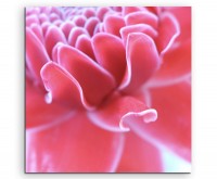Naturfotografie  Pinke Ingwerpflanze auf Leinwand exklusives Wandbild moderne Fotografie für ihre W