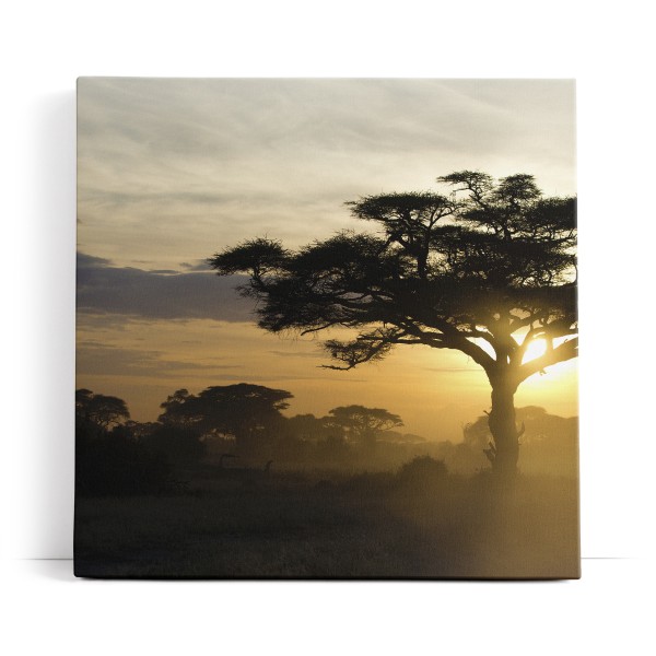 Burkea Bäume Afrika Sonnenuntergang Natur Wildnis