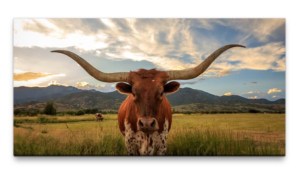 Bilder XXL Texanischer Stier 50x100cm Wandbild auf Leinwand