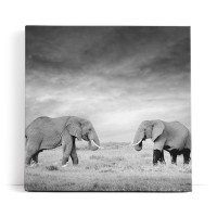 Zwei Elefanten Schwarz Weiß Afrika Tierfotografie