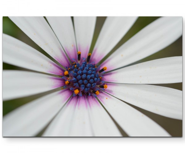 weiße Blüte, Nahaufnahme - Leinwandbild