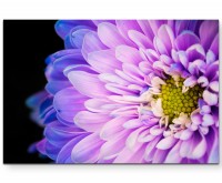 Violette Blume mit blauen Akzenten - Leinwandbild