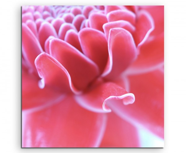 Naturfotografie  Pinke Ingwerpflanze auf Leinwand exklusives Wandbild moderne Fotografie für ihre W