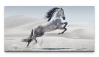 Bilder XXL Springendes Pferd 50x100cm Wandbild auf Leinwand
