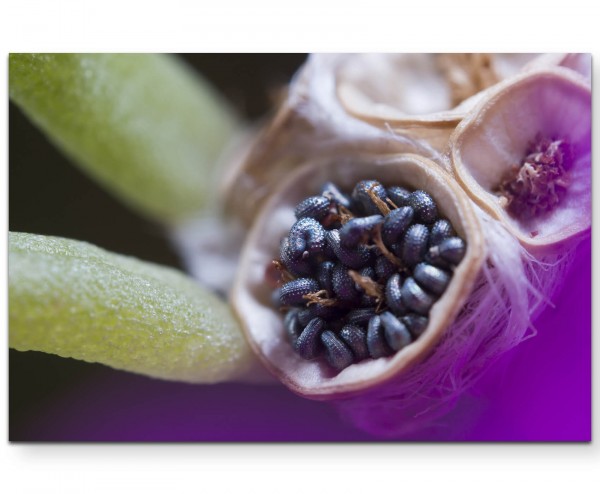 Samen Blüte  Macroaufnahme - Leinwandbild