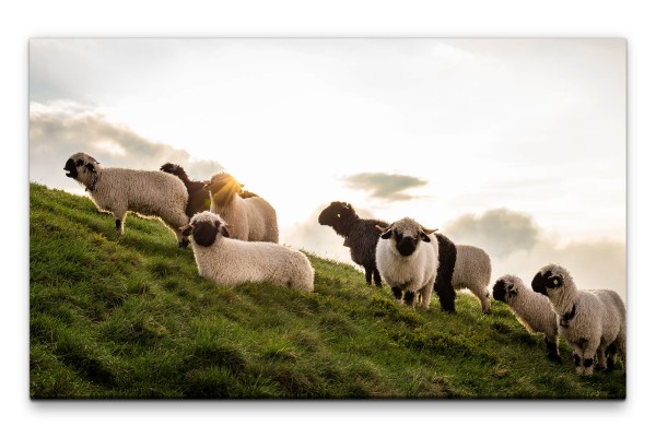 Bilder XXL Schafe am Berghang Wandbild auf Leinwand