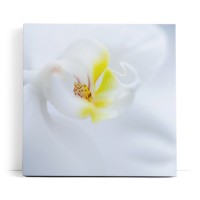 Weiße Orchidee Blume Blüte Gelb Hell