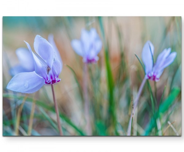 Fotografie  Wiese mit Alpenveilchen - Leinwandbild