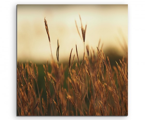 Naturfotografie – Grasblüten in der Abenddämmerung auf Leinwand