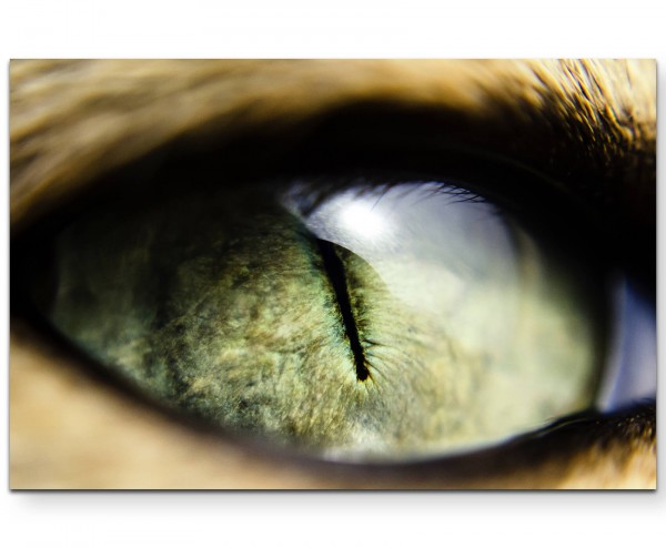 Katzenauge Fotografie - Leinwandbild