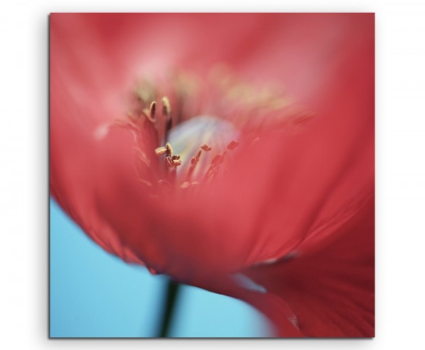 Naturfotografie – Roter Mohn in Großaufnahme auf Leinwand