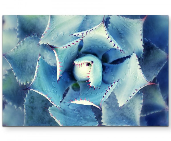 Fotografie  Kaktusgewächs von oben - Leinwandbild