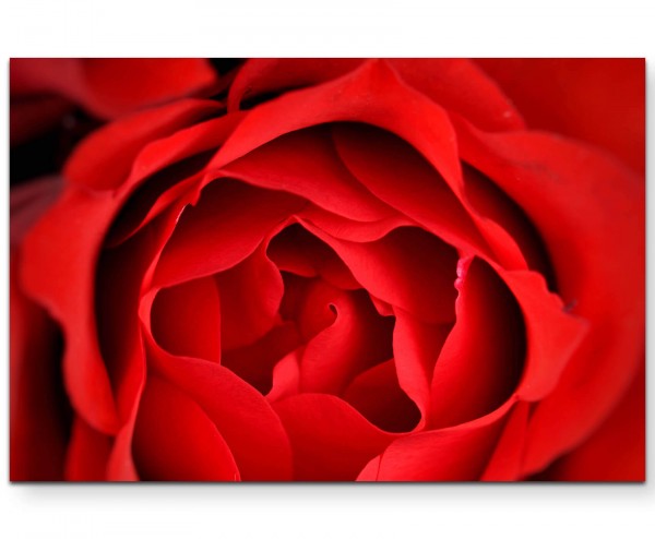 Makrofotografie  rote Rosenblüte - Leinwandbild