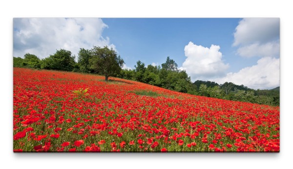 Bilder XXL Klatschmohnwiese 50x100cm Wandbild auf Leinwand