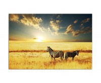 120x80cm Wildnis Wiese Zebra Sonnenuntergang