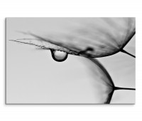 120x80cm Wandbild Pusteblumen Wassertropfen Makroaufnahme