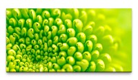 Bilder XXL grüne Blüte Makro 50x100cm Wandbild auf Leinwand