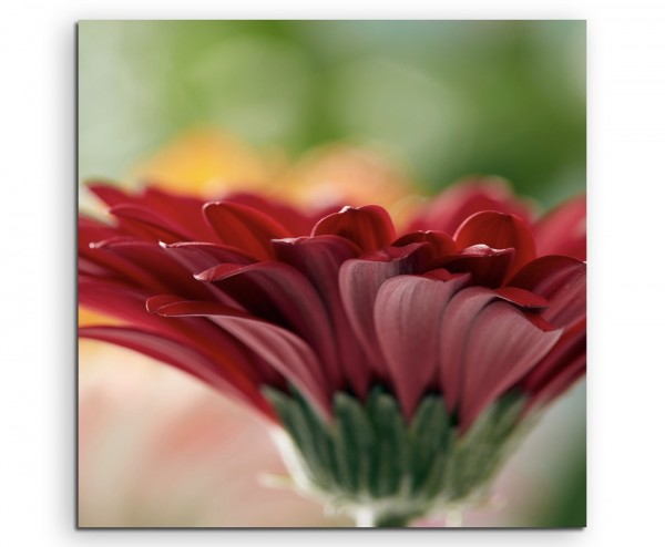 Naturfotografie – Rote blumen mit orangem Hintergrund auf Leinwand