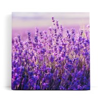 Lavendelfeld Lavendel Blumen Violett Wildblumen Blüten