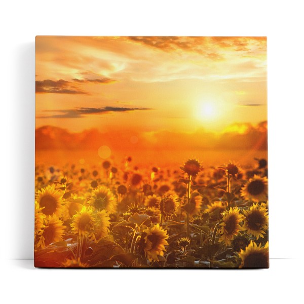 Sonnenblumen Blumenfeld Sonnenblumenfeld Sonne Gelb