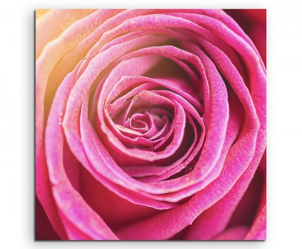 Naturfotografie Orange pinke Rosenblüte auf Leinwand exklusives Wandbild moderne Fotografie für ih