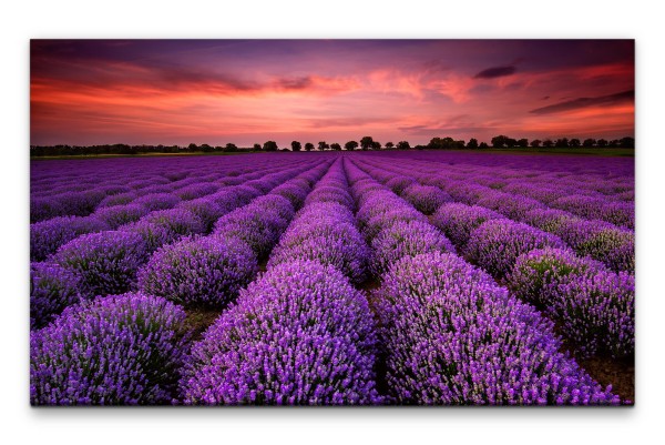 Bilder XXL Lavendelfeld Wandbild auf Leinwand