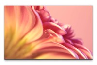Bilder XXL Blüte mit Tropfen Makro Wandbild auf Leinwand