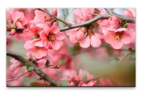 Bilder XXL Zweige mit rosa Blüten Wandbild auf Leinwand