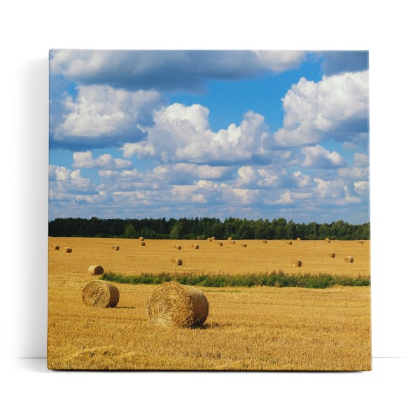 Weizenfeld Weizenernte Feld Natur weiße Wolken