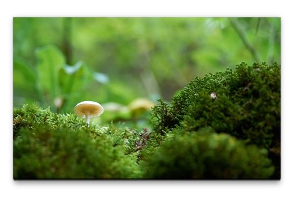 Bilder XXL Pilze auf Moos Wandbild auf Leinwand