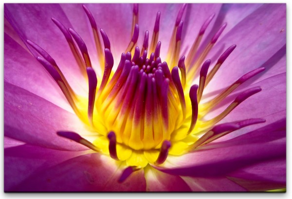 Lotusblume Wandbild in verschiedenen Größen