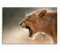 120x80cm Wandbild Löwin Nationalpark Afrika