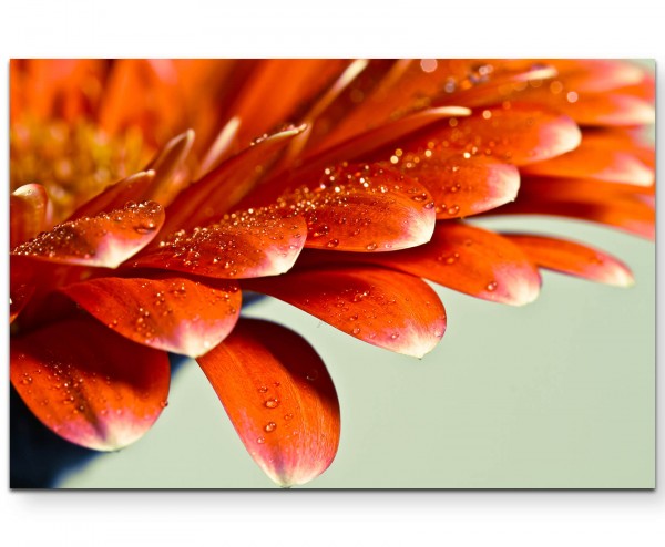 Makrofotografie  Gerberablüte mit kleinen Wassertropfen - Leinwandbild