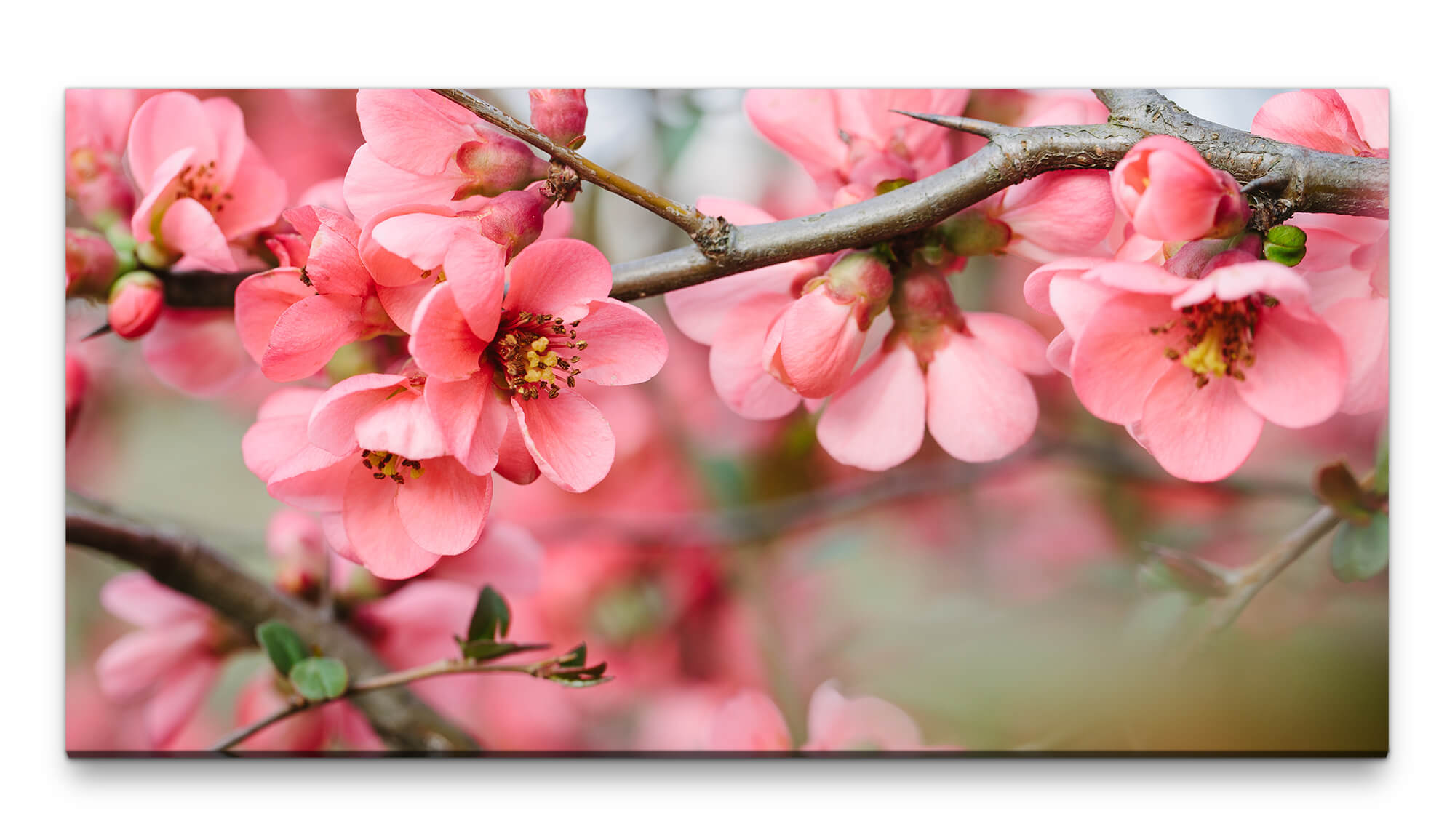Bilder XXL 50x100cm | Wandbild mit Möbel Zweige rosa Blüten auf Leinwand Direkt