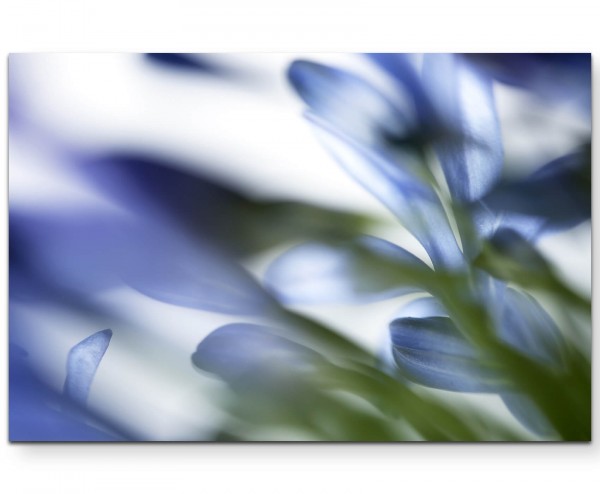 Naturaufnahme blaue Blüten soft - Leinwandbild