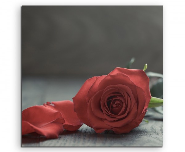 Künstlerische Fotografie – Rote Rose mit Blütenblättern auf Leinwand