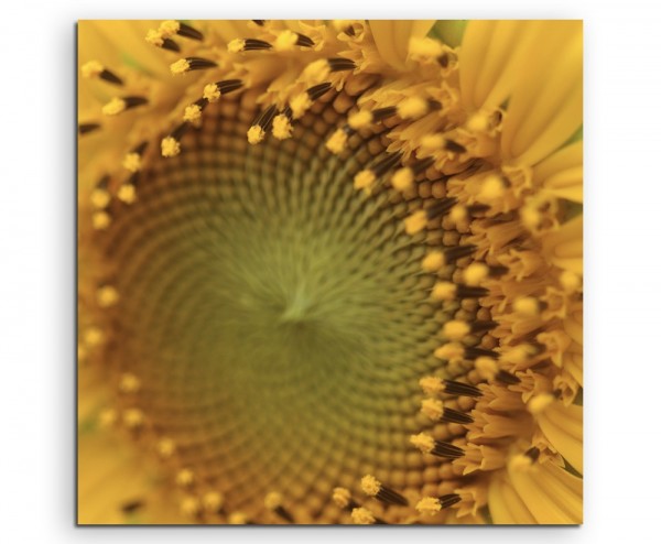 Naturfotografie  Sonnenblumen auf Leinwand exklusives Wandbild moderne Fotografie für ihre Wand in