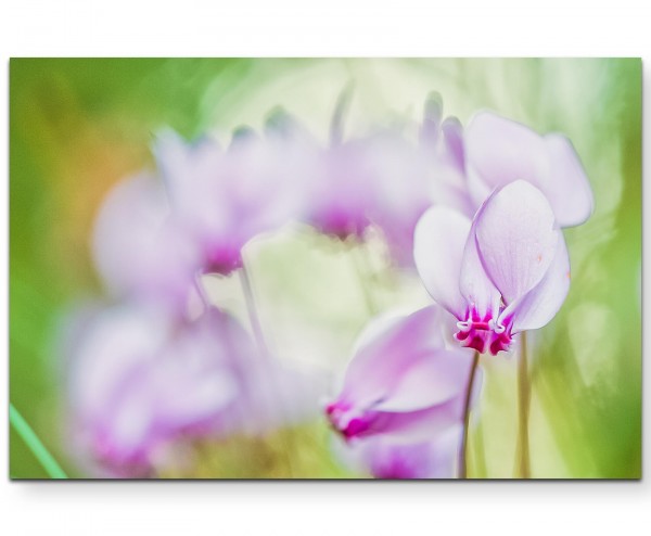 Rosa Alpenveilchen Sommerwiese - Leinwandbild