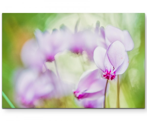 Rosa Alpenveilchen  Sommerwiese - Leinwandbild