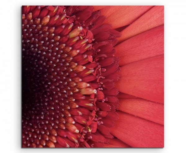 Naturfotografie – Rote Blüte imn Großdetail auf Leinwand