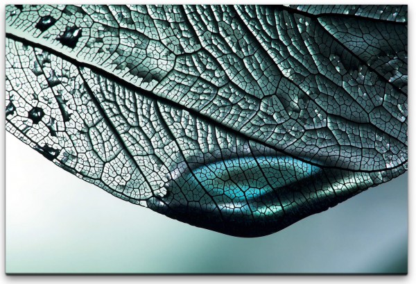 Blaues Blatt Wandbild in verschiedenen Größen