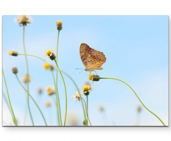 kleiner Leopard Schmetterling auf Blume - Leinwandbild