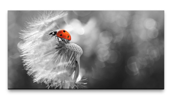 Bilder XXL Pusteblume mit Marienkäfer 50x100cm Wandbild auf Leinwand