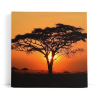 Afrikanische Landschaft Burkea Africana Bäume Sonnenuntergang