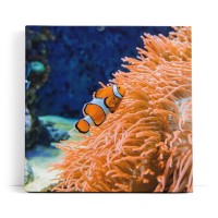 Clownfisch Korallen unter Wasser Fisch Farbenfroh