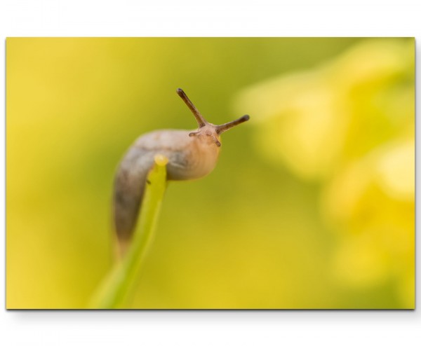 Kleine Schnecke auf einem Grashalm - Leinwandbild