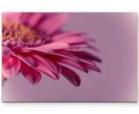 pinke Gerbera  Nahaufnahme - Leinwandbild